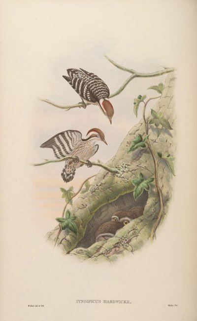 Iyngipicus hardwickii = Dendrocopos moluccensis hardwickii da John Gould